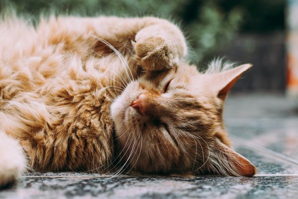 How do you create a nap-friendly environment that accommodates a cat's natural circadian rhythms?