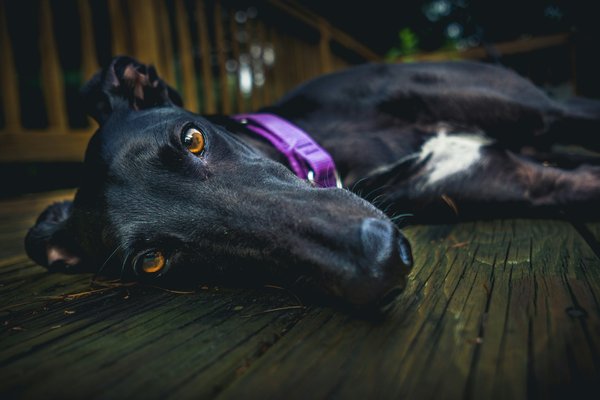 What's the safest way to introduce a rescue Greyhound to a home with cats?