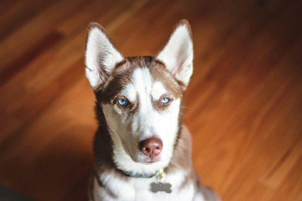 Can a raw diet improve the coat quality of a Siberian Husky?